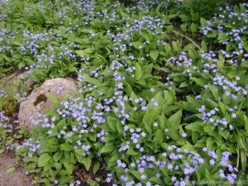 Omphalodes verna