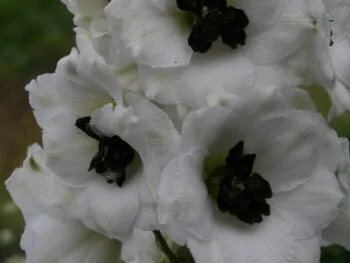 Delphinium Millenium-serien 'Black Eyed Angels'