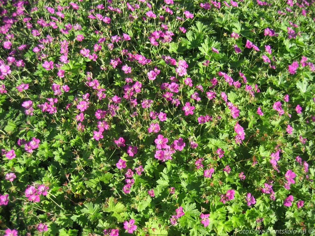 Geranium endressii