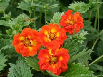 Potentilla 'William Rollison'