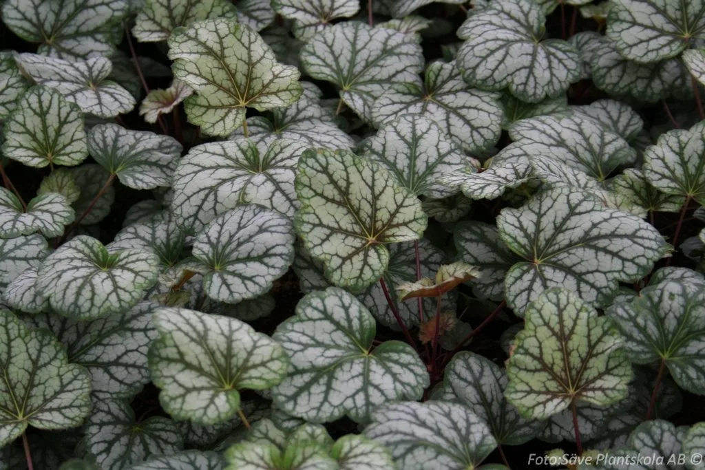 Heuchera 'Green Spice'
