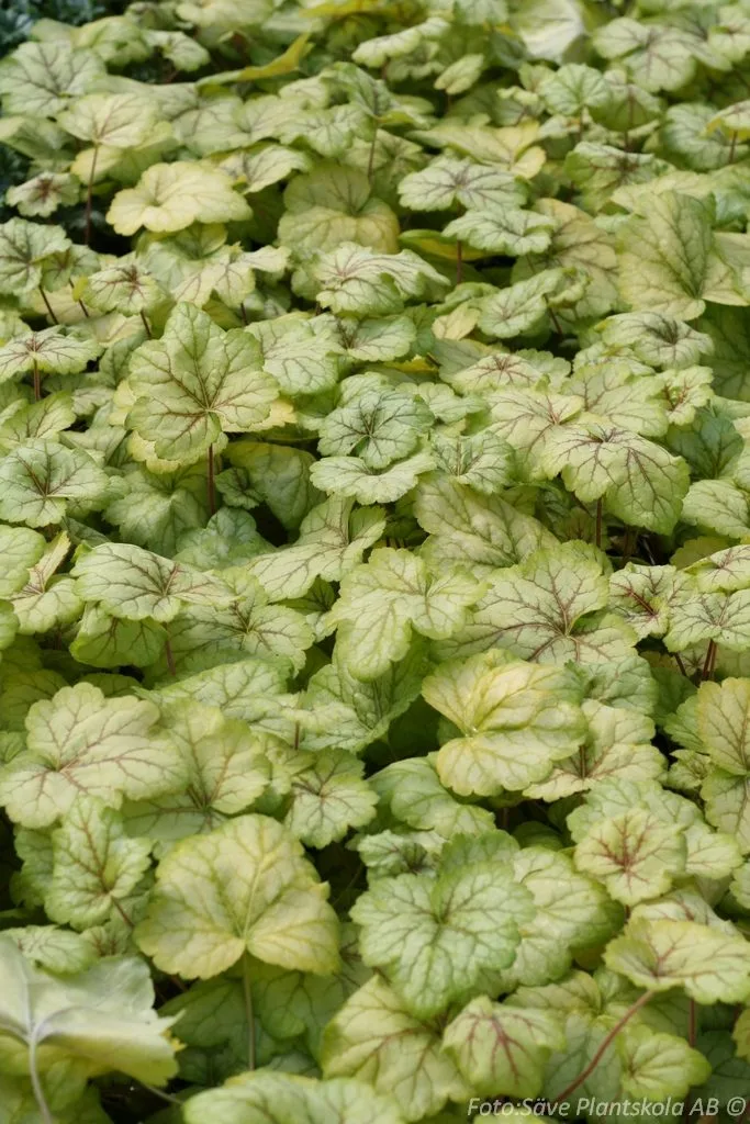 Heuchera 'Circus'