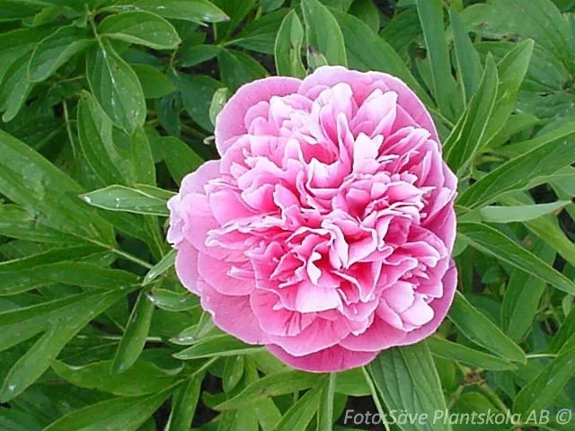 Paeonia officinalis 'Rosea Plena'