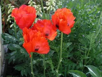 Papaver orientale 'Allegro'