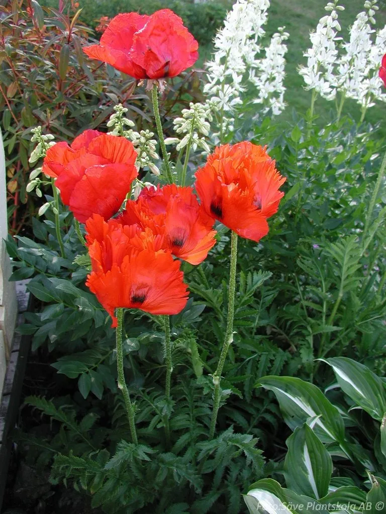 Papaver orientale 'Allegro'