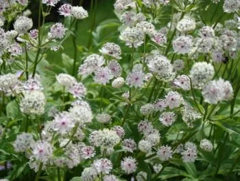 Astrantia major