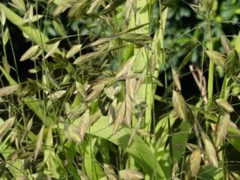 Chasmanthium latifolium