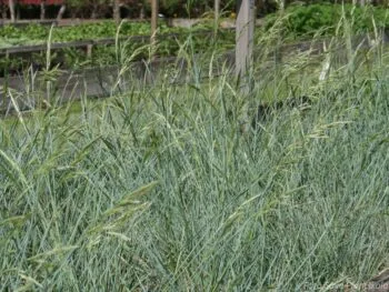 Helictotrichon sempervirens