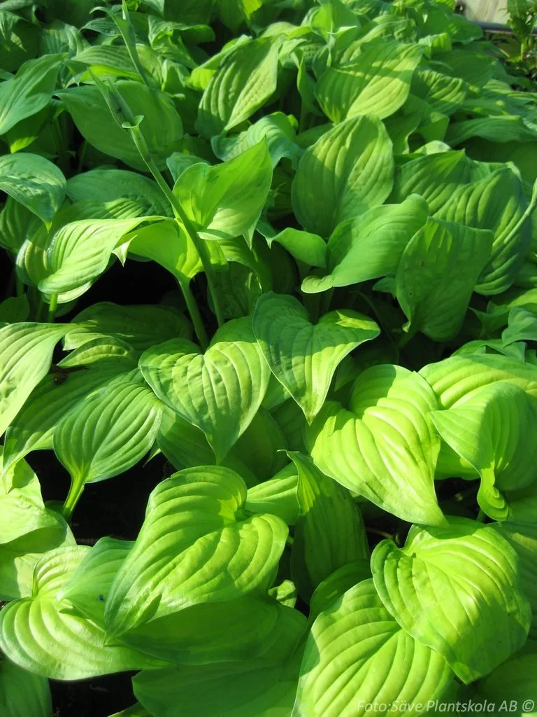 Hosta 'Guacamole'