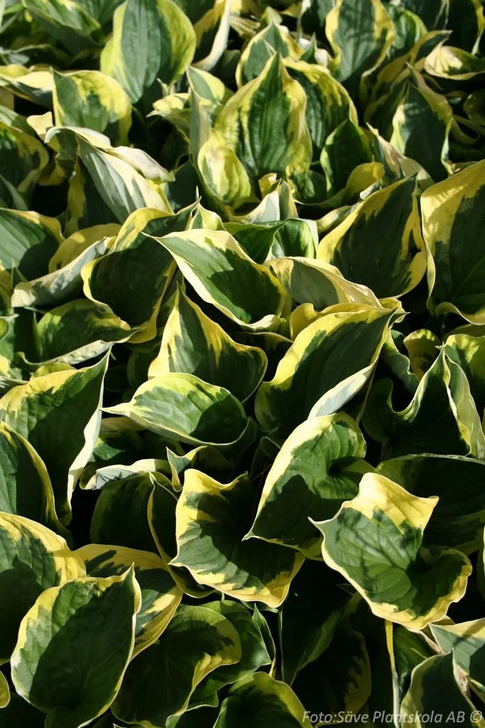 Hosta 'Twilight'