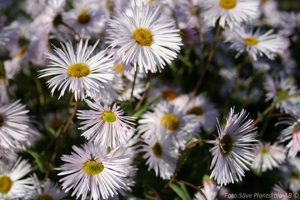 Erigeron speciosus 'Sommerneuschnee'