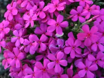 Phlox douglasii 'Crackerjack'