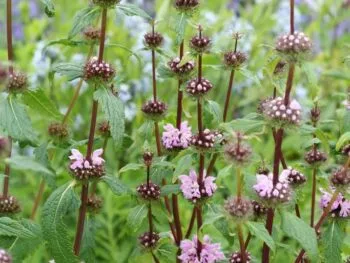 Phlomis tuberosa 'Amazone'