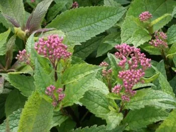 Eupatorium maculatum 'Riesenschirm'