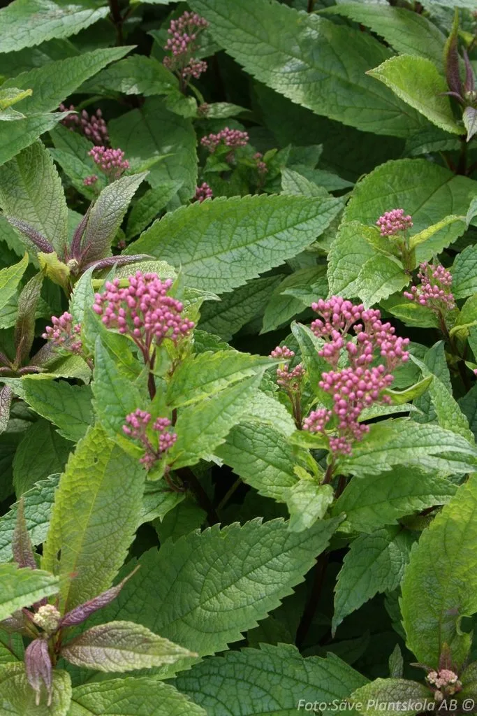 Eupatorium maculatum 'Riesenschirm'