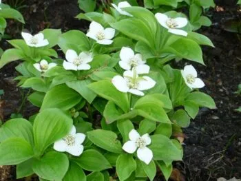 Cornus canadensis