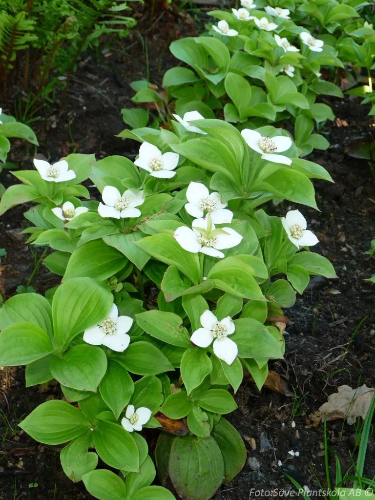 Cornus canadensis
