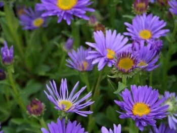 Aster alpinus 'Dunkle Schöne'