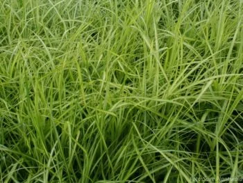 Carex muskingumensis 'Silberstreif'