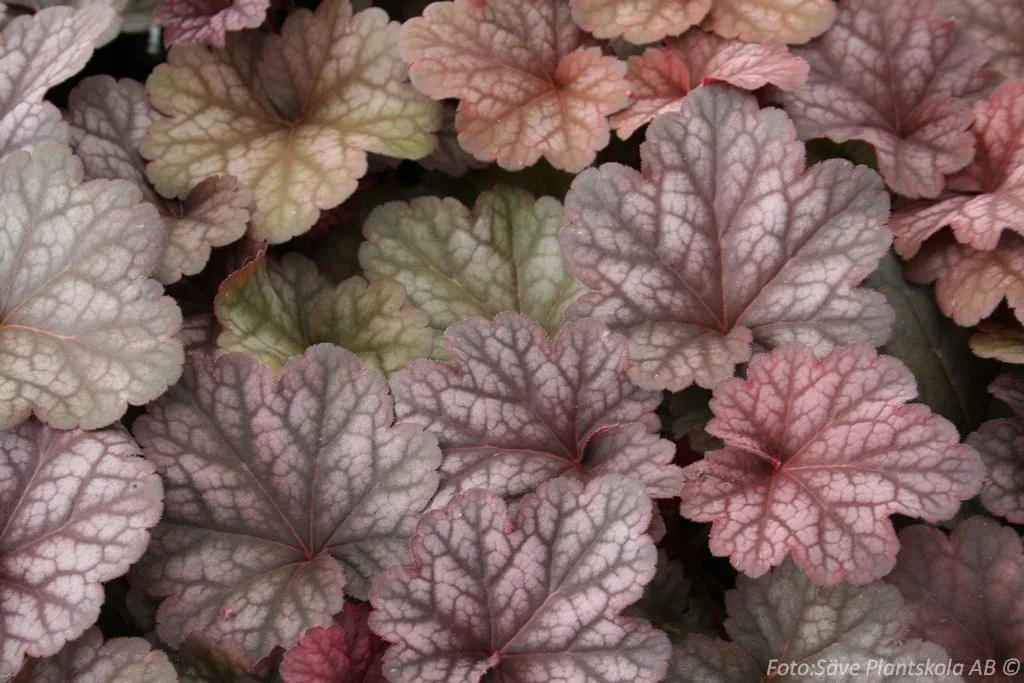 Heuchera 'Berry Smoothie'