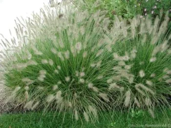 Pennisetum alopecuroides 'Hameln'
