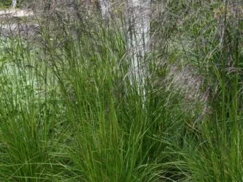 Deschampsia cespitosa 'Goldschleier'