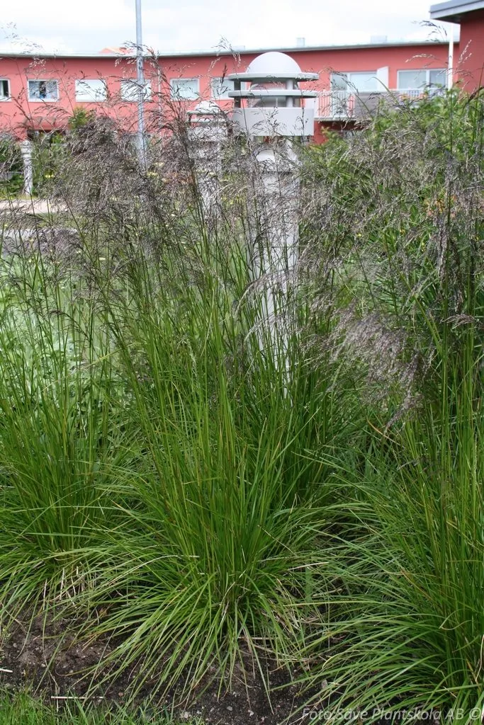 Deschampsia cespitosa 'Goldschleier'