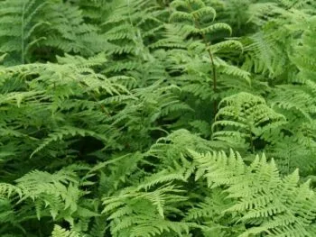 Athyrium filix-femina 'Lady in Red'