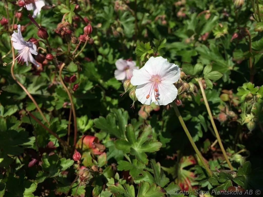 Geranium x cantabrigiense 'St Ola'