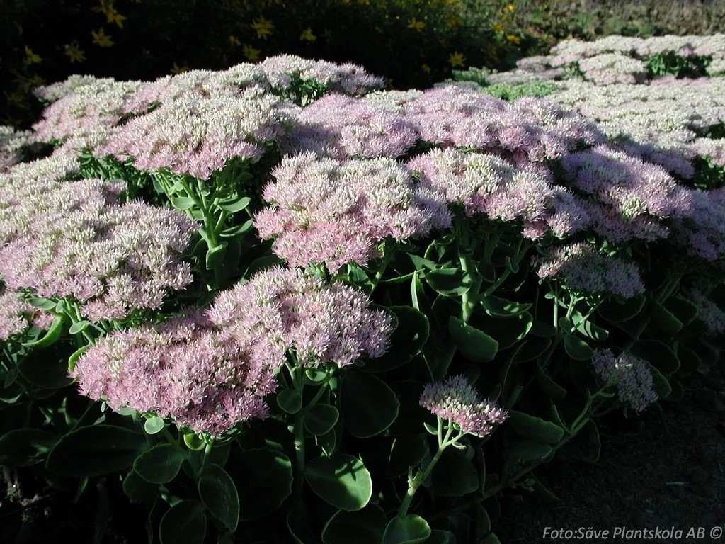 Hylotelephium 'Brilliant'