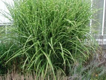 Miscanthus sinensis 'Zebrinus'