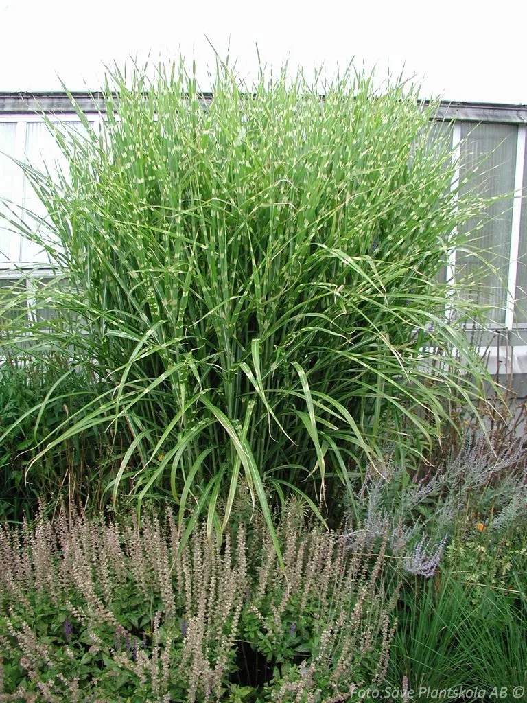 Miscanthus sinensis 'Zebrinus'