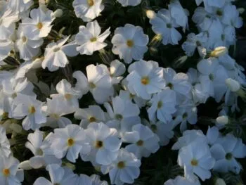 Phlox douglasii 'White Admiral'