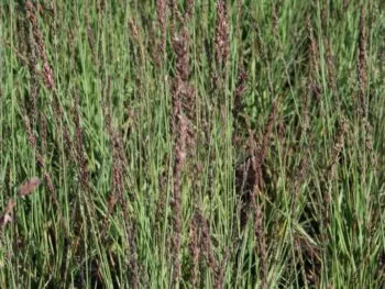 Molinia caerulea 'Moorhexe'