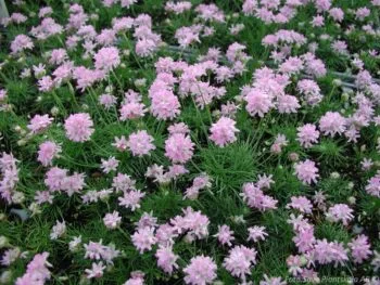 Armeria juniperifolia