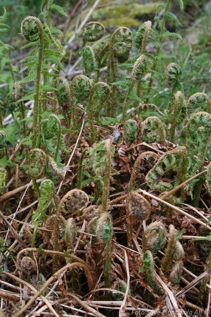 Matteuccia struthiopteris - Image 2