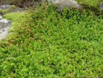 Leptinella pusilla (potentillina)
