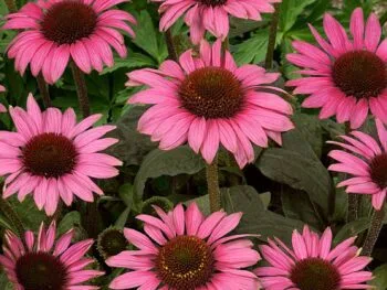 Echinacea purpurea 'Little Magnus'