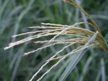 Miscanthus sinensis 'Kleine Silberspinne'