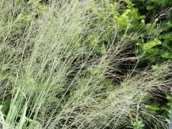Molinia arundinacea 'Transparent'
