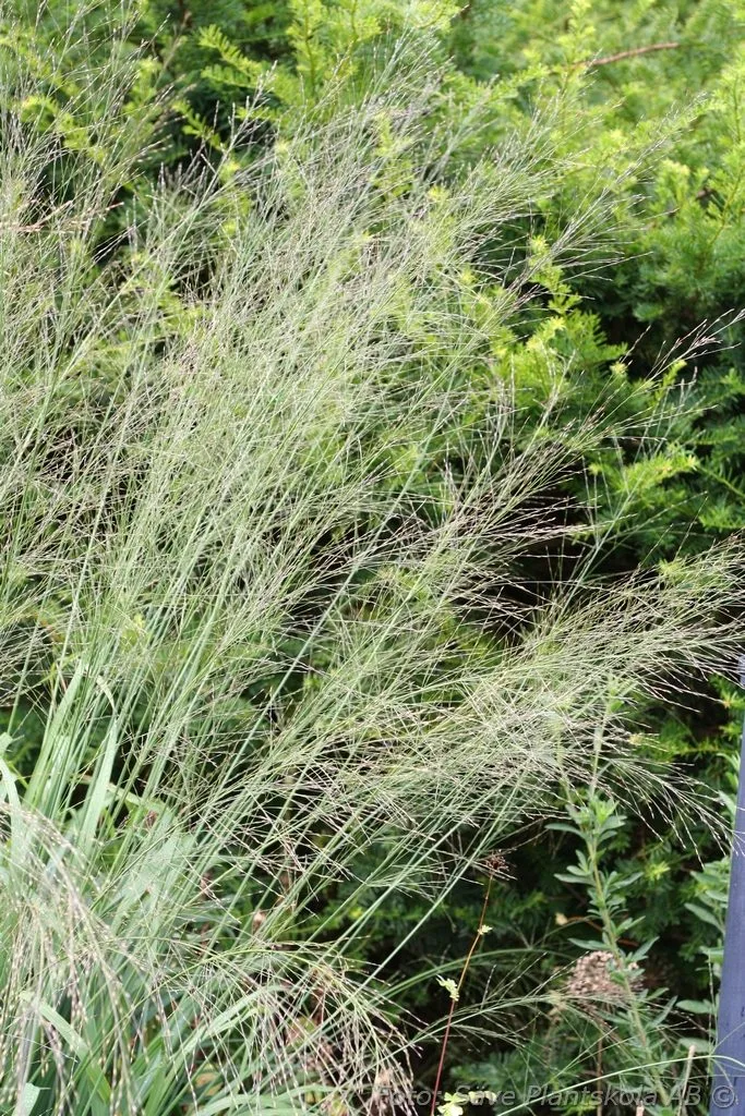 Molinia arundinacea 'Transparent'