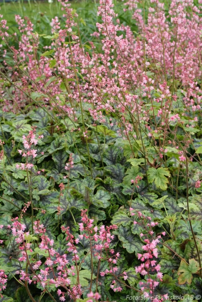 Heucherella 'Tapestry'