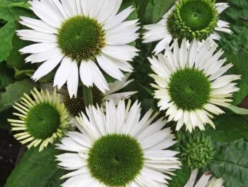 Echinacea purpurea 'Virgin'