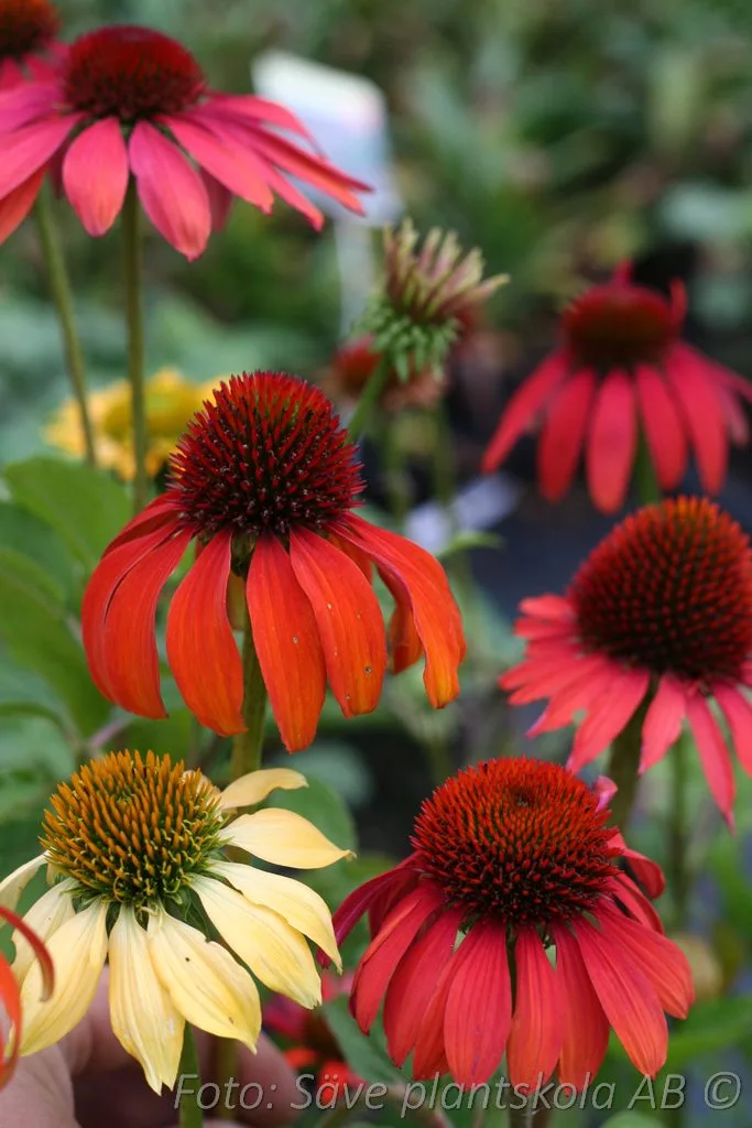 Echinacea purpurea 'Cheyenne Spirit'