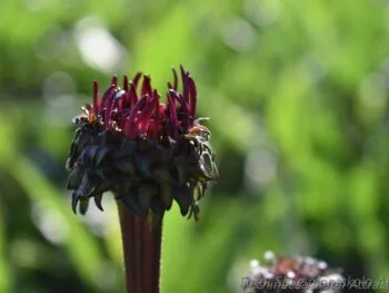 Echinacea purpurea 'Fatal Attraction'