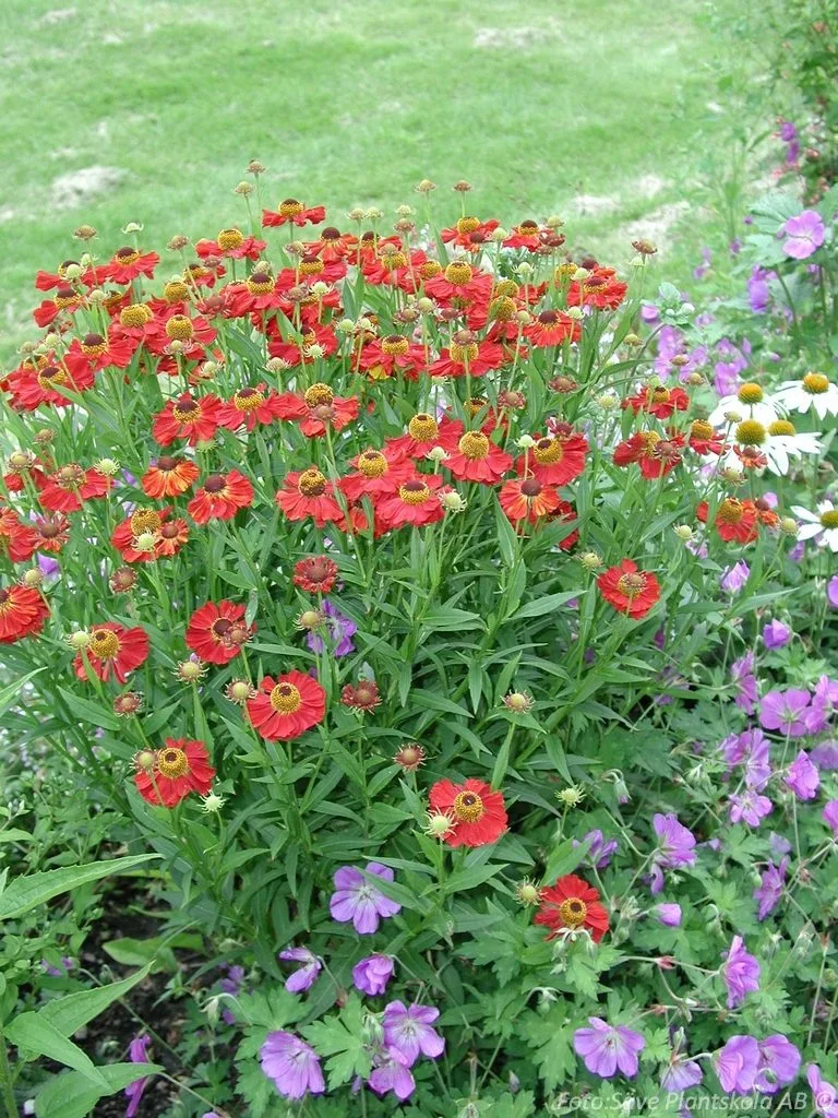 Helenium autumnale 'Rubinzwerg'