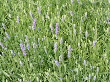 Lavandula angustifolia 'Munstead'