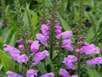 Physostegia virginiana 'Vivid'