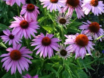 Echinacea purpurea 'Magnus'
