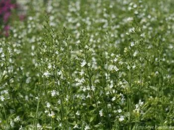 Clinopodium nepeta 'White Cloud'